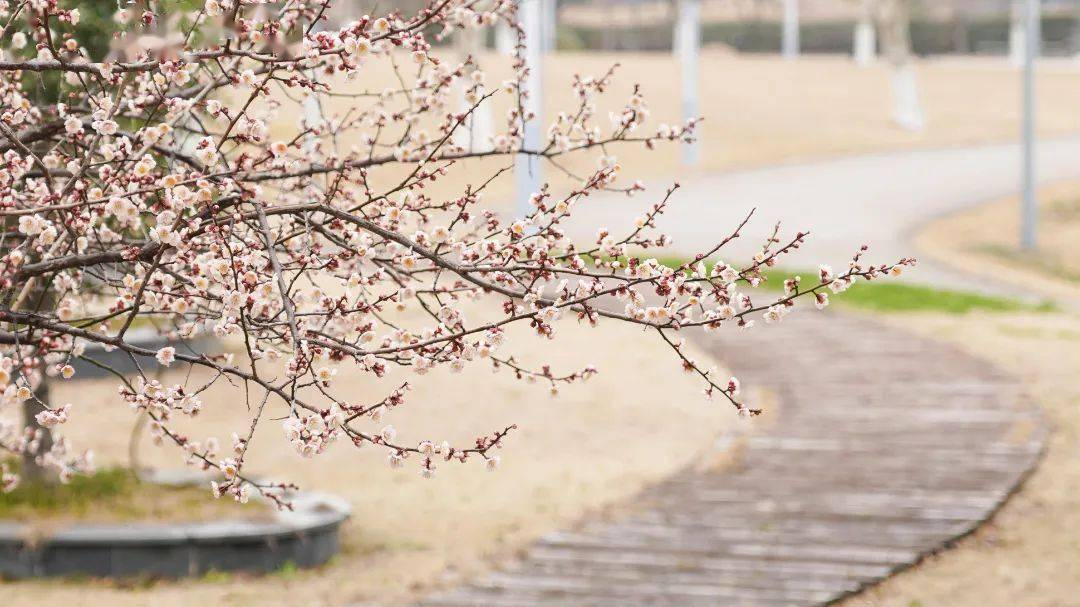 智慧校园视觉方案下，AI点名球如何助力学生素质评价